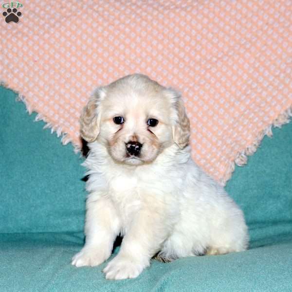 Ryan, Cocker Spaniel Mix Puppy