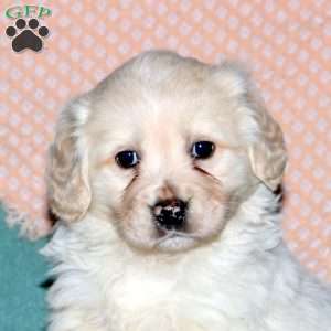 Ryan, Cocker Spaniel Mix Puppy