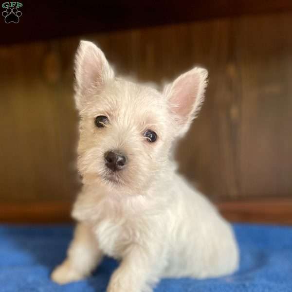 SISSY, West Highland Terrier Puppy