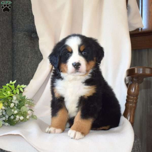 Sage, Bernese Mountain Dog Puppy