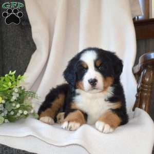 Sage, Bernese Mountain Dog Puppy