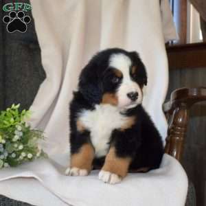 Sage, Bernese Mountain Dog Puppy