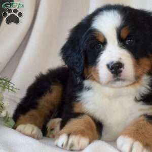 Sage, Bernese Mountain Dog Puppy