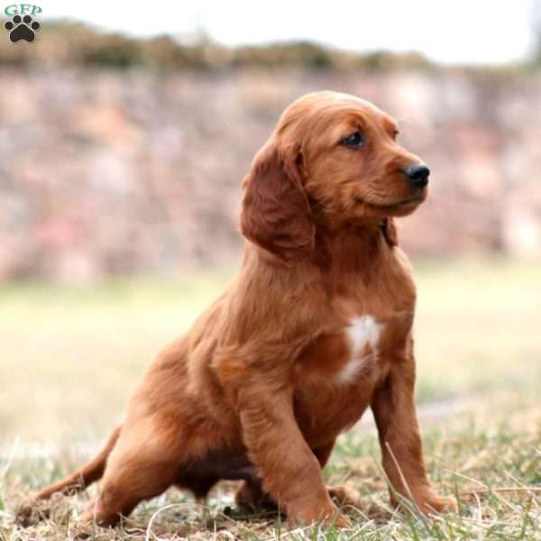 Sammy, Irish Setter Puppy