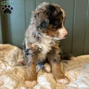 Samson, Mini Bernedoodle Puppy