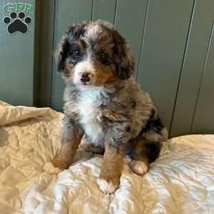 Samson, Mini Bernedoodle Puppy