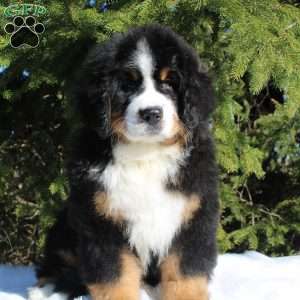 Samson, Bernese Mountain Dog Puppy