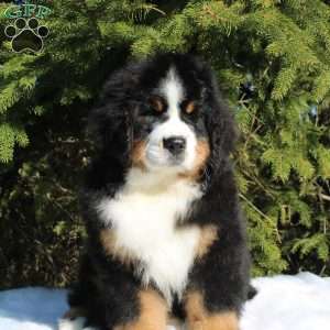 Samson, Bernese Mountain Dog Puppy