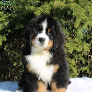 Samson, Bernese Mountain Dog Puppy