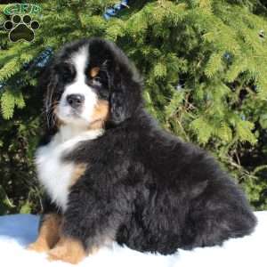 Samson, Bernese Mountain Dog Puppy