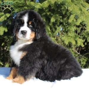 Samson, Bernese Mountain Dog Puppy