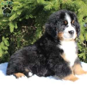 Samson, Bernese Mountain Dog Puppy