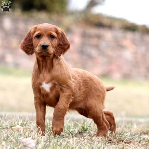 Sara, Irish Setter Puppy