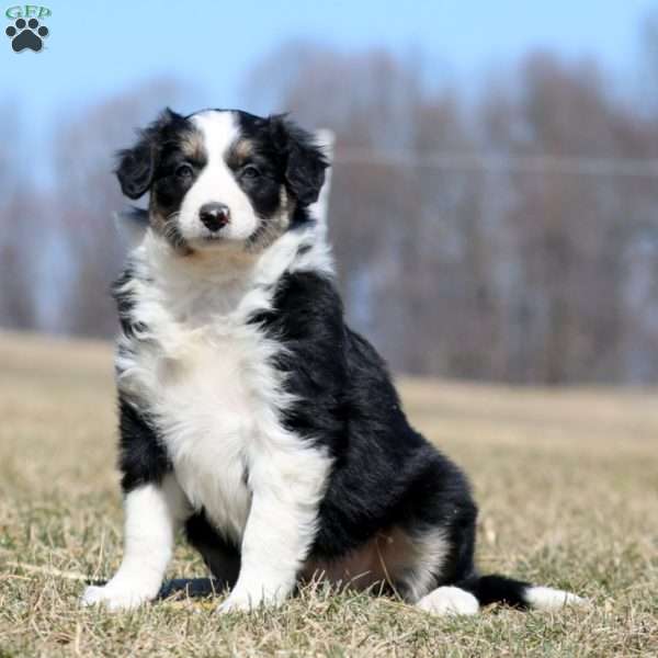 Sara, Border Collie Puppy