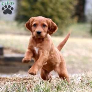 Sara, Irish Setter Puppy