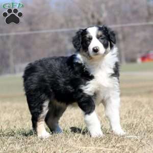 Sara, Border Collie Puppy