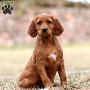 Sara, Irish Setter Puppy