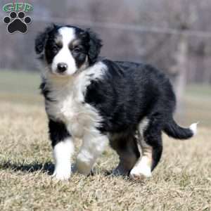 Sara, Border Collie Puppy