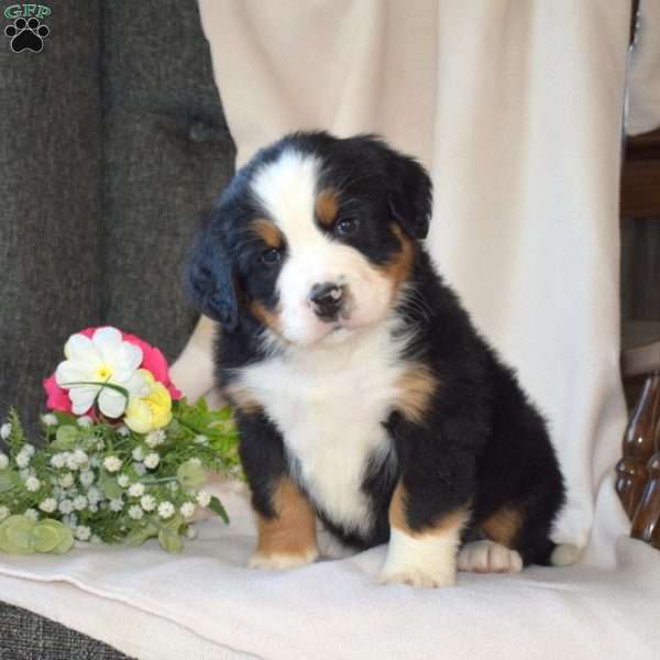 Sarge, Bernese Mountain Dog Puppy