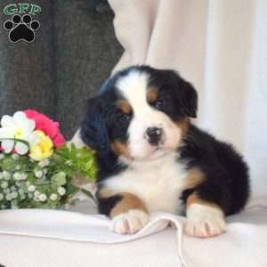 Sarge, Bernese Mountain Dog Puppy