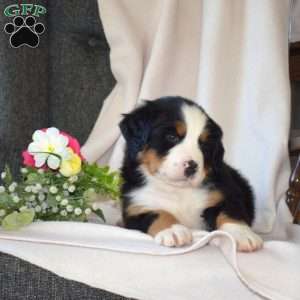 Sarge, Bernese Mountain Dog Puppy