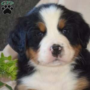 Sarge, Bernese Mountain Dog Puppy