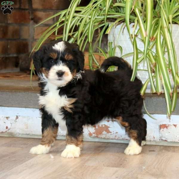 Sasha, Mini Bernedoodle Puppy