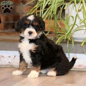 Sasha, Mini Bernedoodle Puppy