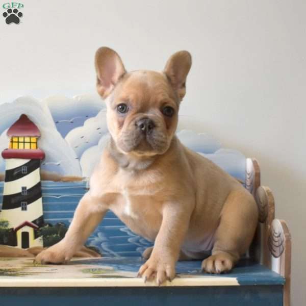 Sassy, French Bulldog Puppy