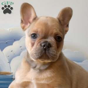 Sassy, French Bulldog Puppy