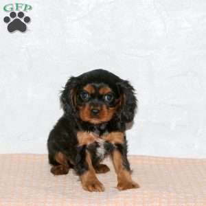 Savannah, Cavalier King Charles Spaniel Puppy