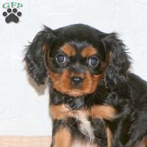 Savannah, Cavalier King Charles Spaniel Puppy