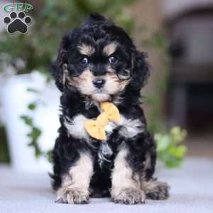 Sawyer, Cavapoo Puppy