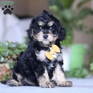 Sawyer, Cavapoo Puppy