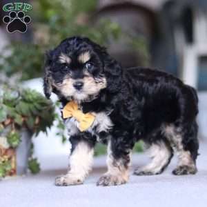 Sawyer, Cavapoo Puppy