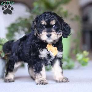 Sawyer, Cavapoo Puppy