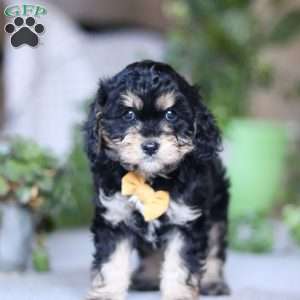 Sawyer, Cavapoo Puppy