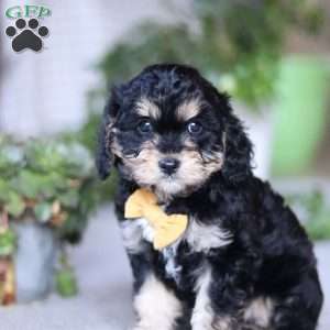 Sawyer, Cavapoo Puppy