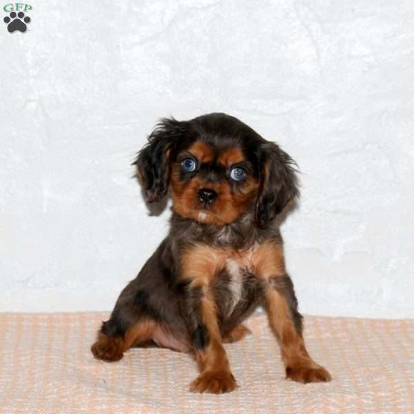 Sawyer, Cavalier King Charles Spaniel Puppy