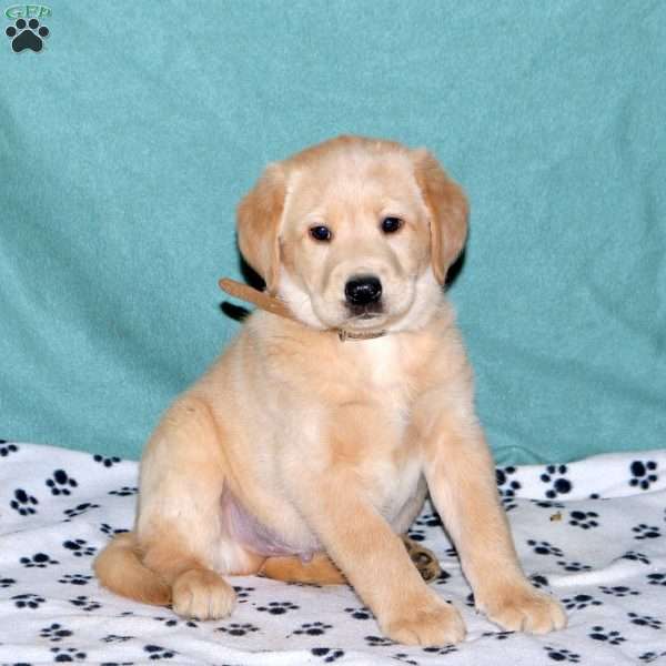 Sawyer, Yellow Labrador Retriever Puppy