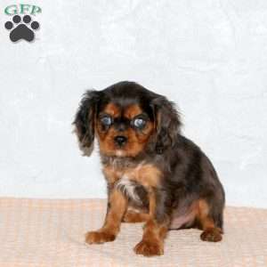 Sawyer, Cavalier King Charles Spaniel Puppy