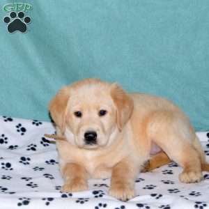 Sawyer, Yellow Labrador Retriever Puppy