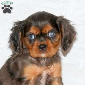 Sawyer, Cavalier King Charles Spaniel Puppy