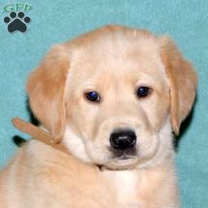 Sawyer, Yellow Labrador Retriever Puppy