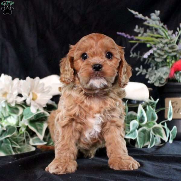 Sawyer, Cavapoo Puppy