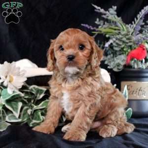 Sawyer, Cavapoo Puppy