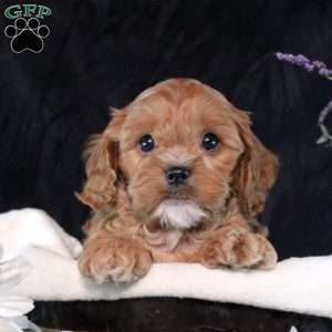 Sawyer, Cavapoo Puppy