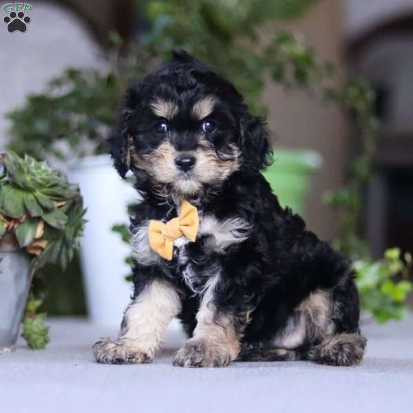 Sawyer, Cavapoo Puppy