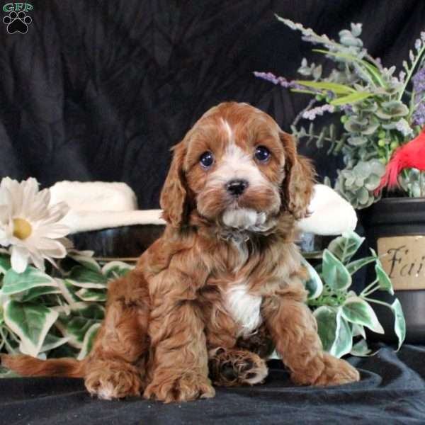 Scottie, Cavapoo Puppy