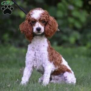 Marly, Mini Goldendoodle Puppy